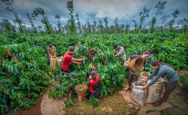 Nông dân Đắk Lắk thu hoạch cà phê. Ảnh: Minh Phương