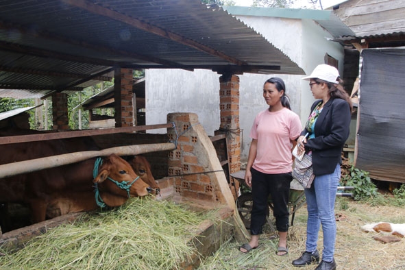 Gia đình chị H’Rưng Mlô (bên trái) phát triển chăn nuôi bò nhờ vốn vay NHCSXH. 