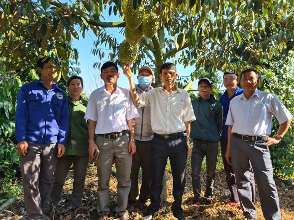 Đảng viên Chi bộ thôn 6 đến thăm vườn sầu riêng trái vụ của gia đình anh An Văn Hiến. 