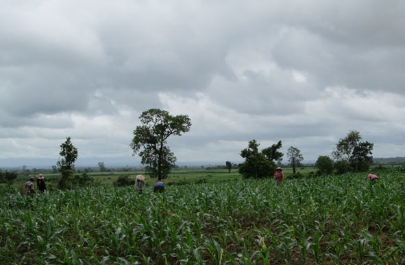 Dân di cư tự do đến huyện Ea Súp gây áp lực cho việc bố trí đất sản xuất.  