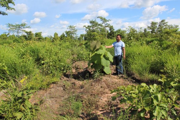 Mô hình trồng cây tếch của một hộ dân thôn Thanh niên lập nghiệp, xã Ya Lốp.