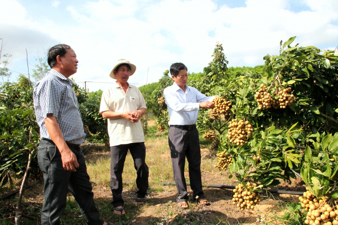Lãnh đạo Phòng Nông nghiệp - Phát triển nông thôn huyện M'Drắk và UBND xã Ea Pil tìm hiểu mô hình trồng cây ăn trái của gia đình ông Võ Ngọc Kiên (thôn 4, xã Ea Pil). 