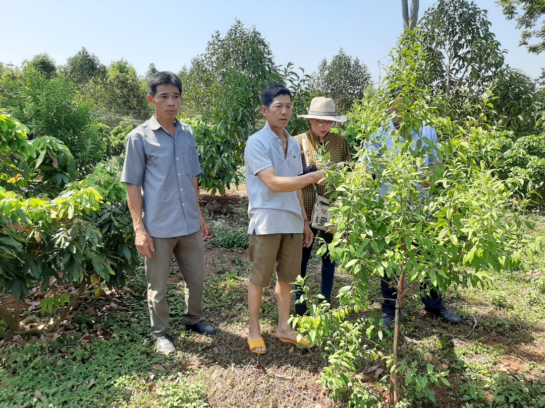 Khách đến tham quan mô hình vườn đa cây của anh Trịnh Ngọc Lương.  