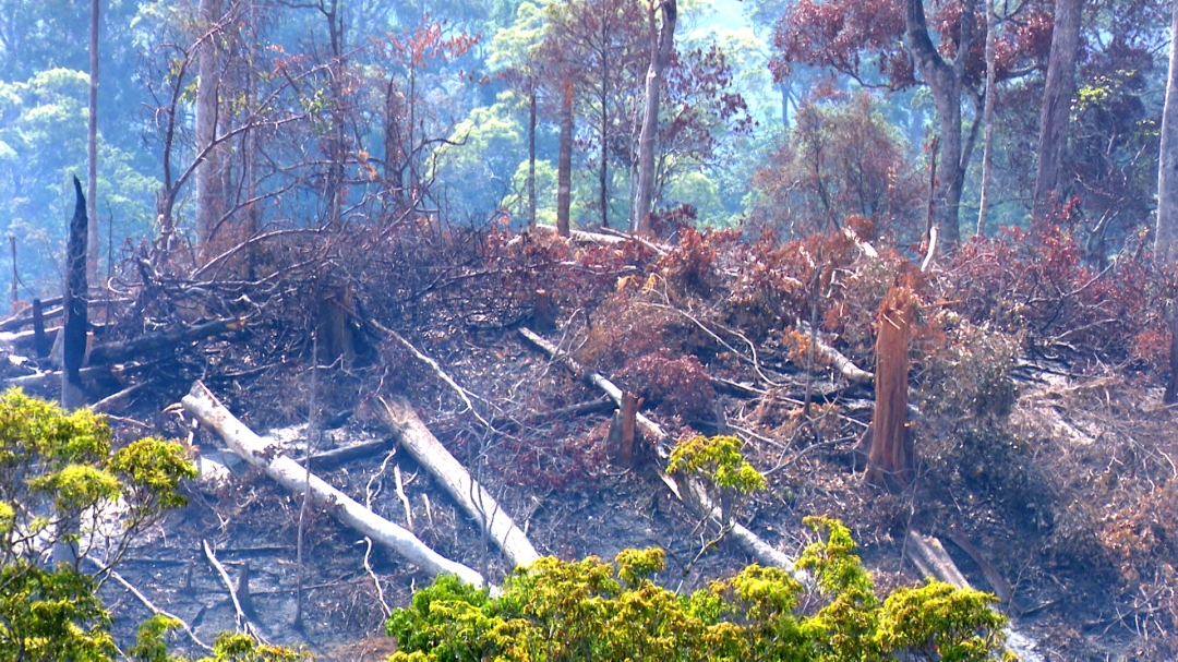 Một khoảng rừng bị phá trái phép để lấy đất sản xuất ở huyện Krông Bông