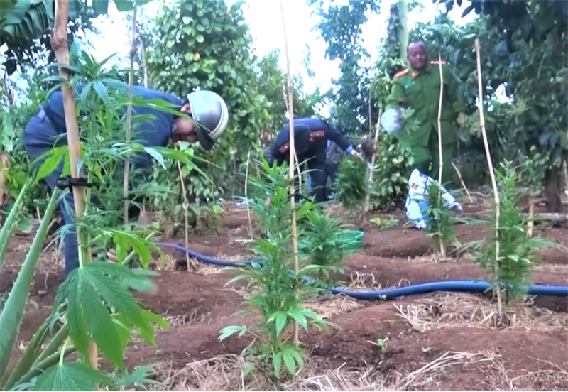 Lực lương Công an huyện Ea H'leo nhổ bỏ cây cần sa được trồng trong vườn rẫy của đối tượng Nguyễn Văn Bảo.