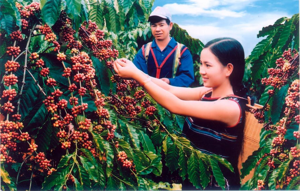 Cà phê  Đắk Lắk  của  Việt Nam nổi tiếng về  hương vị và chất lượng.