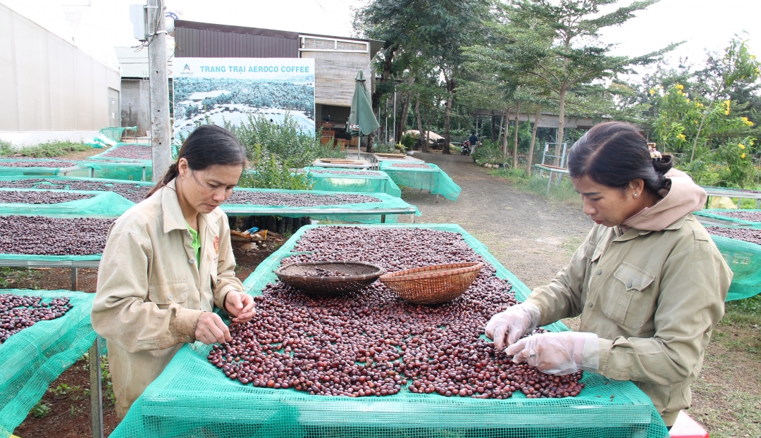 Công đoạn lựa chọn quả cà phê đặc sản ở trang trại Aeroco coffee (TP. Buôn Ma Thuột)