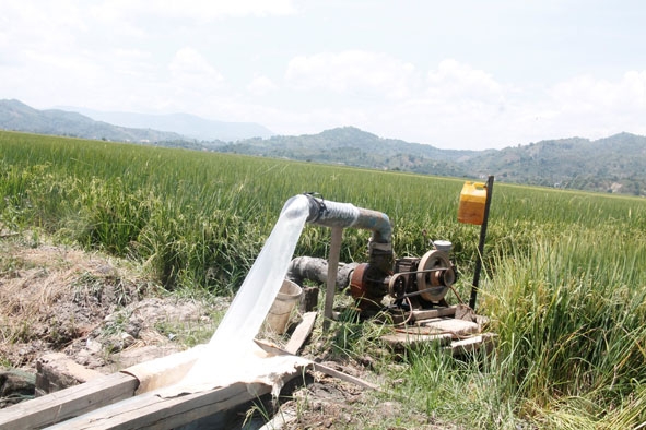 Máy bơm của một giếng khoan đang bơm nước vào trà lúa muộn tại cánh đồng ở xã Buôn Triết.