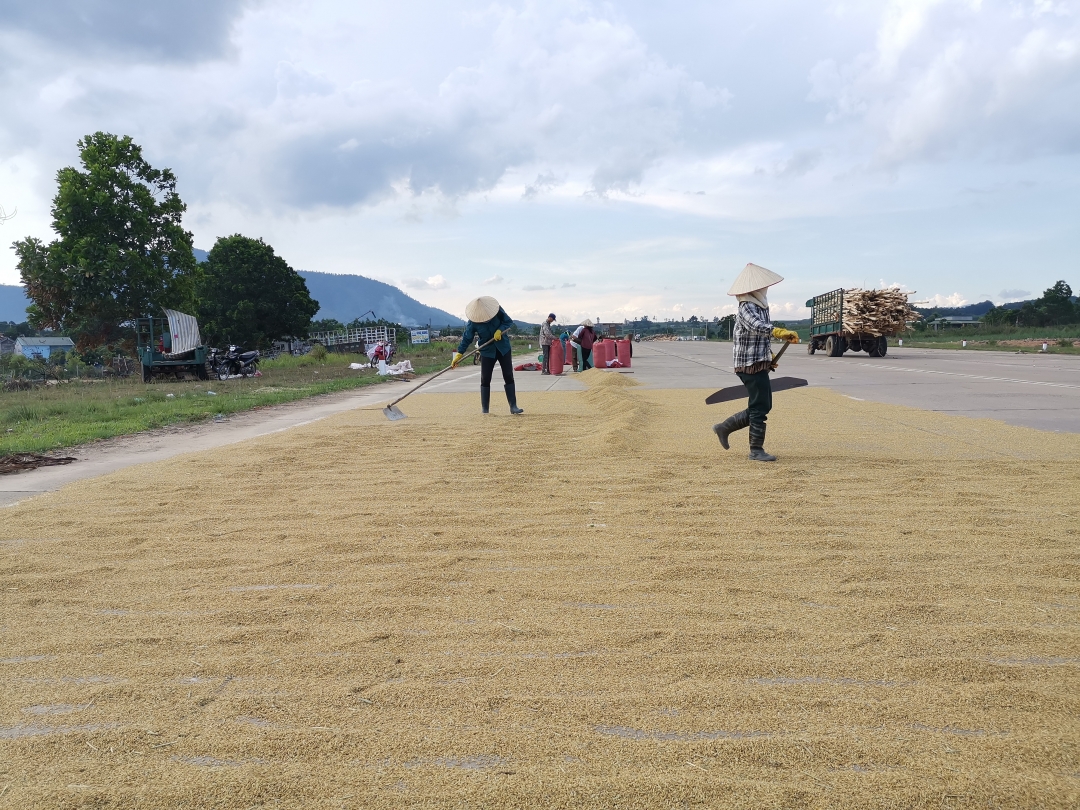 Người dân khẩn trương đóng lúa để thương lái đến chở tại bãi sân bay (xã Krông Á, huyện M'Drắk). 