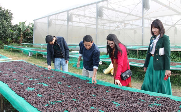 Trang trại Aeroco (TP. Buôn Ma Thuột) liên kết với các hộ nông dân làm cà phê chất lượng cao và sản phẩm được sơ chế tại trang trại.   