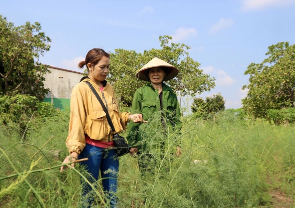 Cán bộ Hội Nông dân xã Cư M'gar (bên trái) tham quan mô hình trồng măng tây  của gia đình bà Hà Thị Hinh (thôn 5)