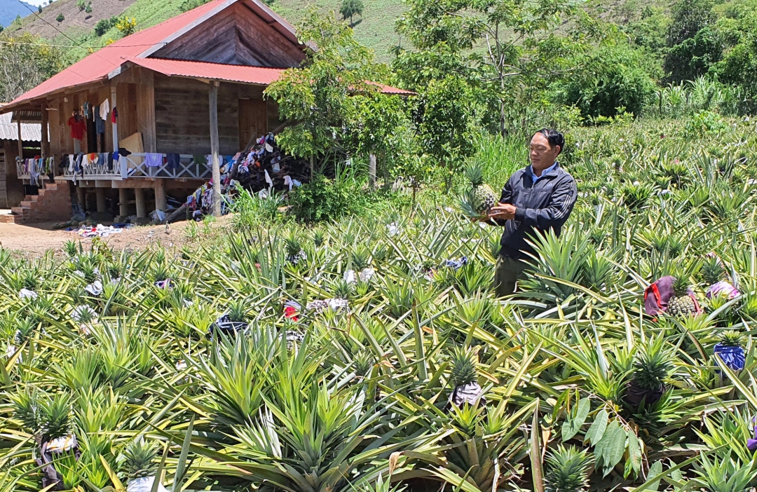 Vườn dứa  của gia đình anh Chá  cho thu hoạch mỗi năm trên 100 triệu đồng.