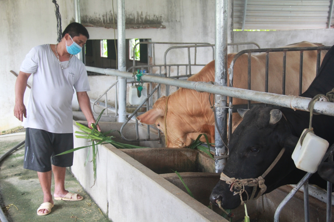 Anh Nguyễn Văn Minh (thôn 7A, xã Cư Ni) sử dụng vốn vay ưu đãi để trồng cỏ chăn nuôi bò. 