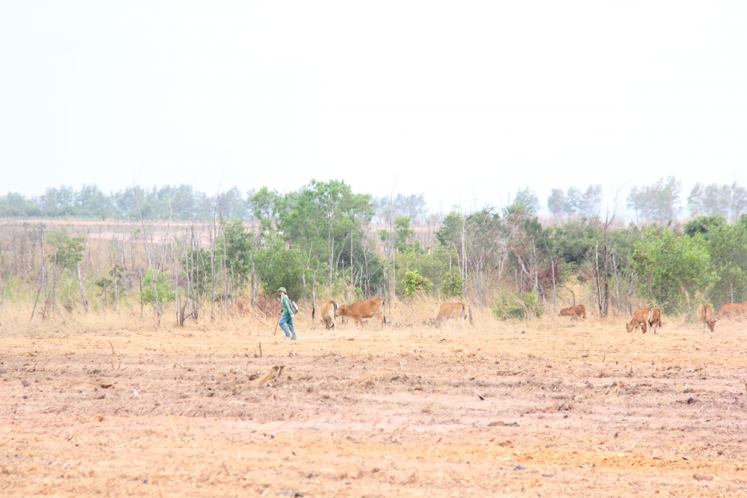 Một khu vực đất canh tác trên địa bàn xã Ia Lốp, huyện Ea Súp bỏ hoang trong vụ đông xuân 2020 - 2021 do không có nước tưới