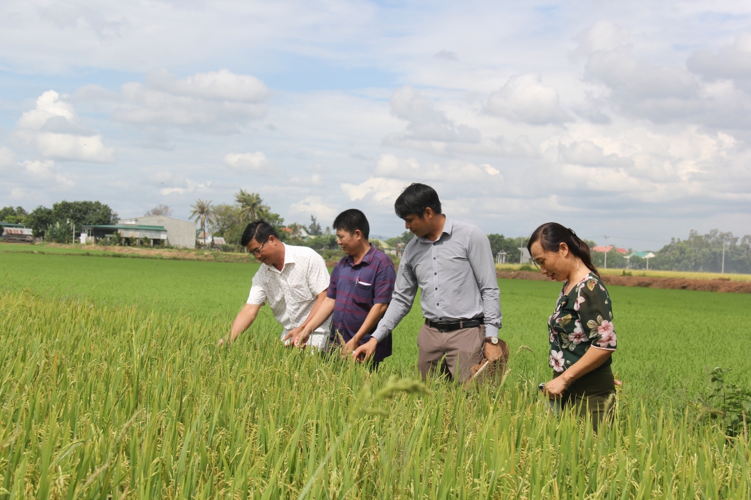Đoàn công tác của Huyện ủy Ea Súp thăm mô hình lúa chất lượng cao tại xã biên giới Ea Bung