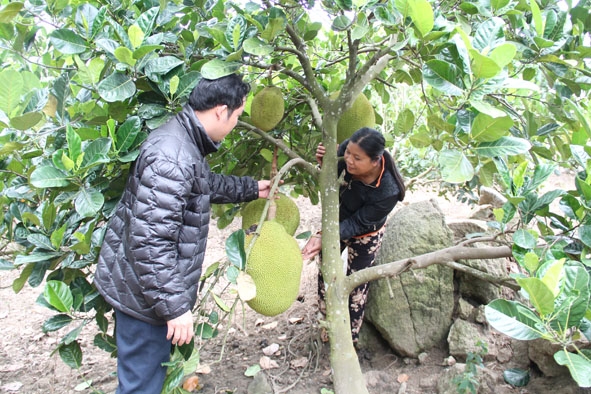Nhiều nông dân xã Ea Sar (huyện Ea Kar) thu nhập cao từ cây mít. Ảnh: Minh Thuận