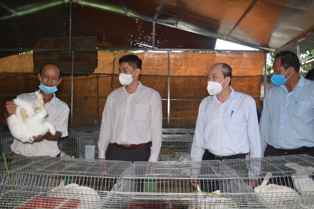Chủ tịch UBND tỉnh Phạm Ngọc Nghị (thứ hai từ phải sang) tham quan mô hình nuôi thỏ trên địa bàn xã Tân Hòa. 