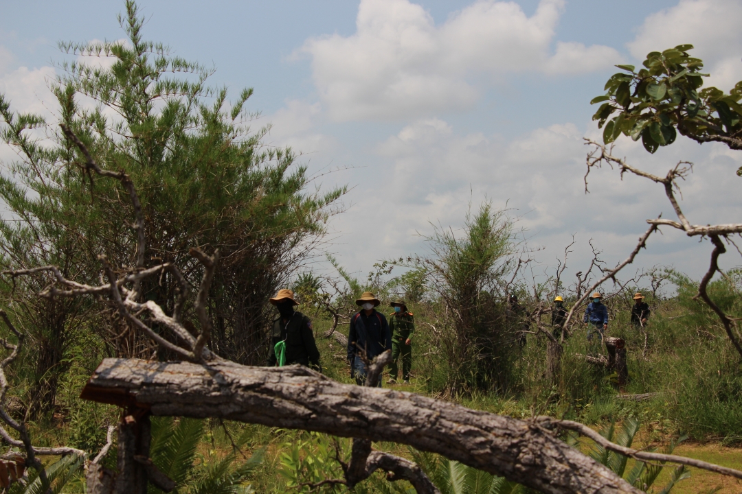 Lực lượng chức năng điều tra, làm rõ một vụ phá rừng trên địa bàn huyện Ea Súp