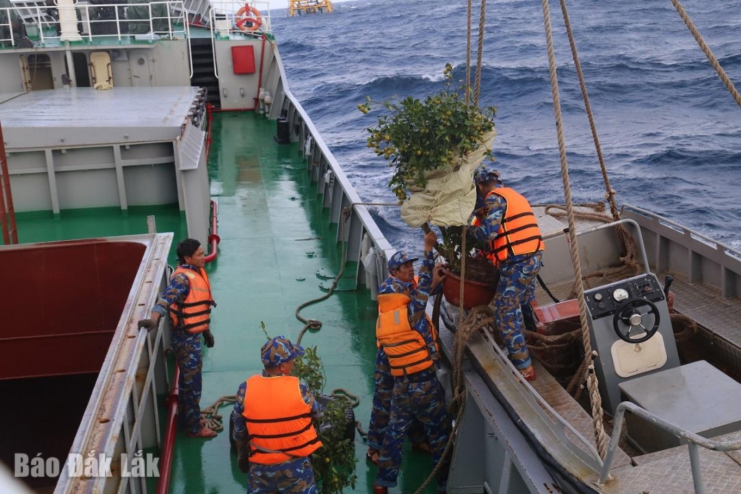 Những chậu quất tết ở đất liền là bình thường, để ra đến nhà giàn là cả hành trình đầy sóng gió