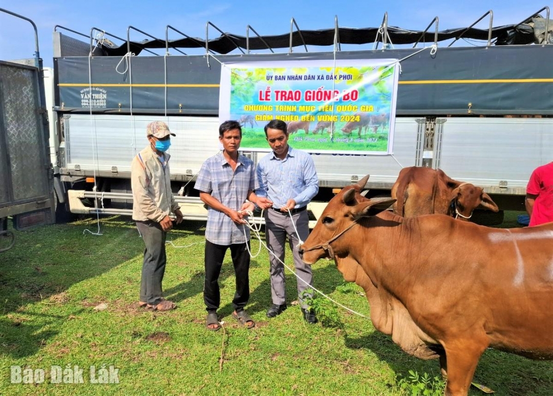 Chính quyền xã Đắk Phơi (huyện Lắk) hỗ trợ bò giống thực hiện Chương trình giảm nghèo bền vững cho người dân.