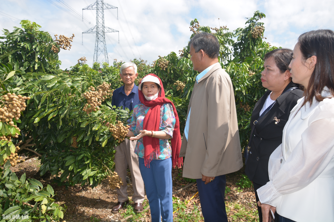 Lãnh đạo huyện Buôn Đôn tham quan một mô hình trồng trọt trên địa bàn xã.