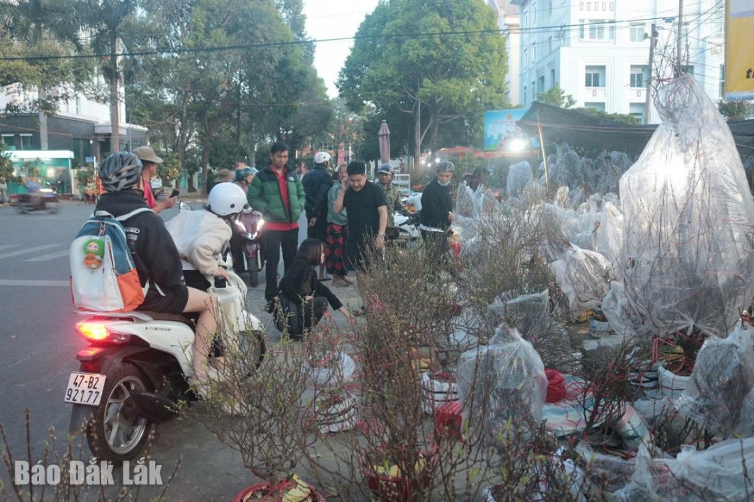 Một điểm bán hoa đào Tết trên đường Nguyễn Đình Chiểu thu hút đông khách hàng đến tham quan và mua sắm (TP. Buôn Ma Thuột).