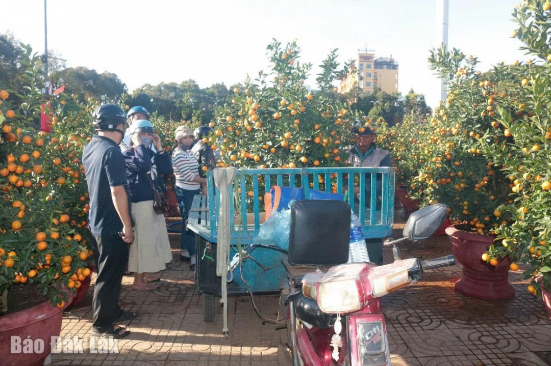 Tết năm nay, người dân tranh thủ đi mua sắm hoa, cây cảnh sớm. 