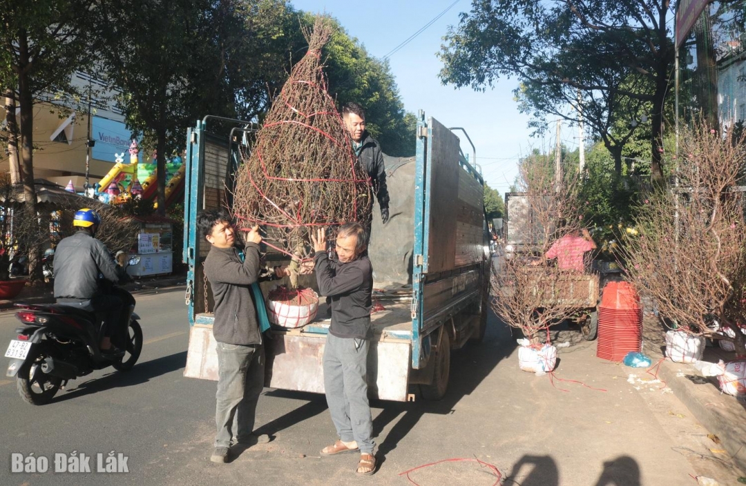 Các loại hoa, cây cảnh được nhập về liên tục để phục vụ nhu cầu mua sắm Tết của người dân. 