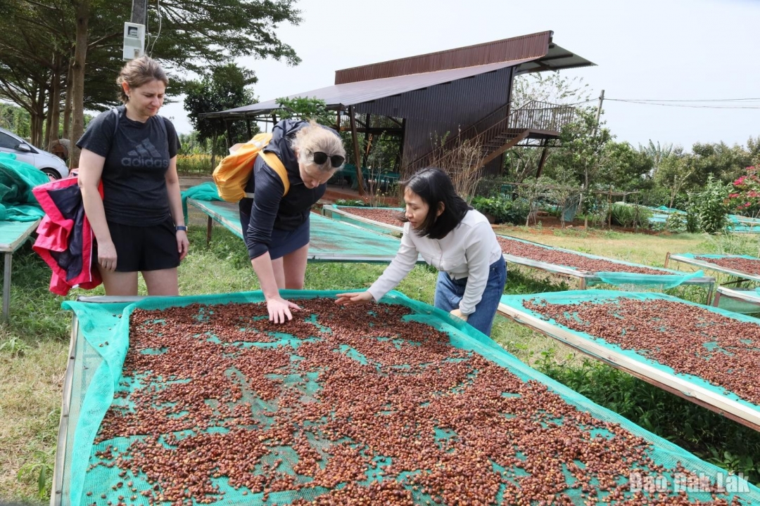 Các trang trại cà phê ở TP. Buôn Ma Thuột đang trở thành điểm đến của nhiều khách du lịch nước ngoài (trong ảnh: Trang trại Aeroco Coffee ở xã Ea Kao).