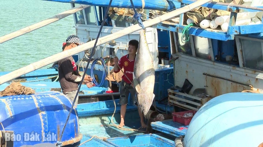 Cá ngừ được ưu tiên hỗ trợ liên kết sản xuất.