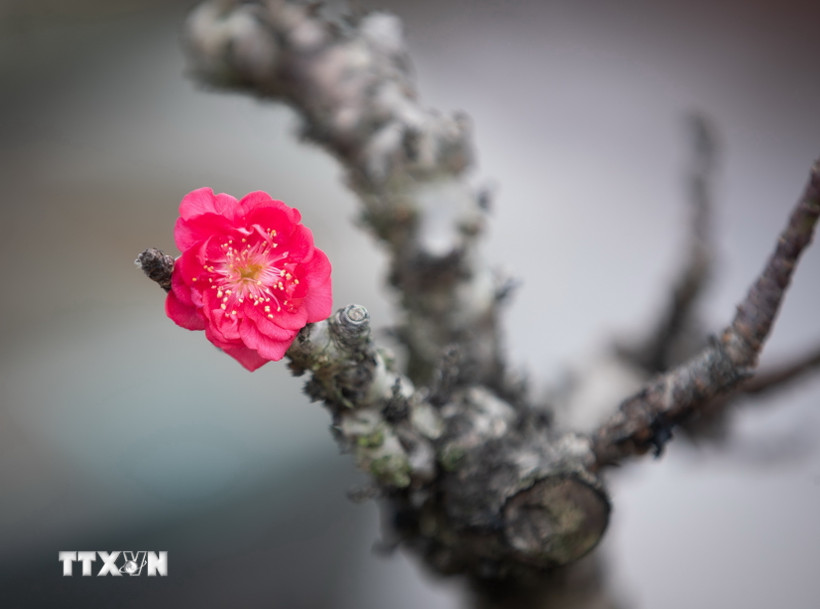 Hoa đào ngày Tết. Ảnh: TTXVN