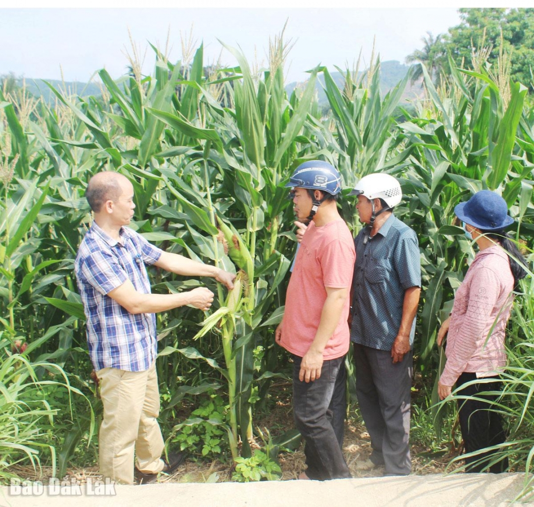 TS Nguyễn Hữu Hùng hướng dẫn người dân xã Đồng Xuân chăm sóc ngô sinh khối MG9, MG19. 