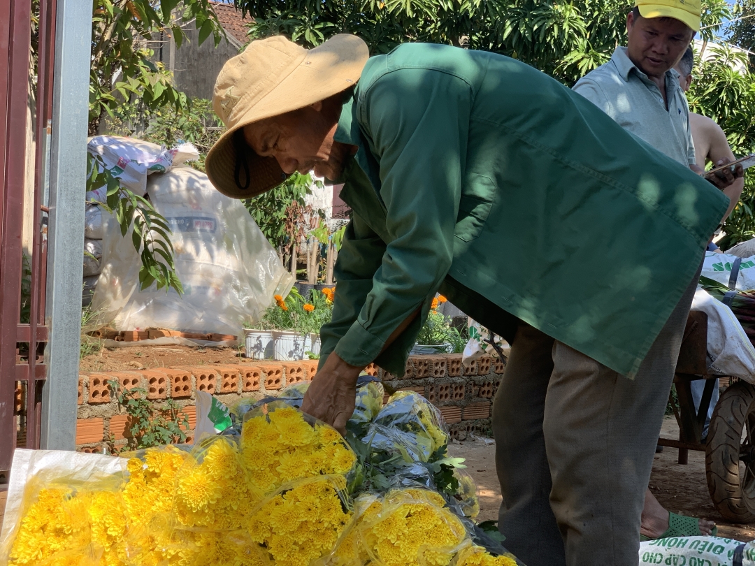 Đang tranh thủ đóng hàng gửi mối hoa tại Đà Nẵng, ông Trần Đình Sang cho hay, từ ngày 26 Tết đến nay ông phải thuê 10 nhân công để thu hoạch và đóng gói hoa cả ngày lẫn đêm với mức giá 300 ngàn đồng/ người/ ngày