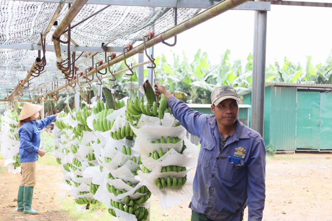 Công nhân đưa chuối thu hoạch từ vườn đến khu sơ chế tại Công ty Cổ phần Banana Brothers Farm.