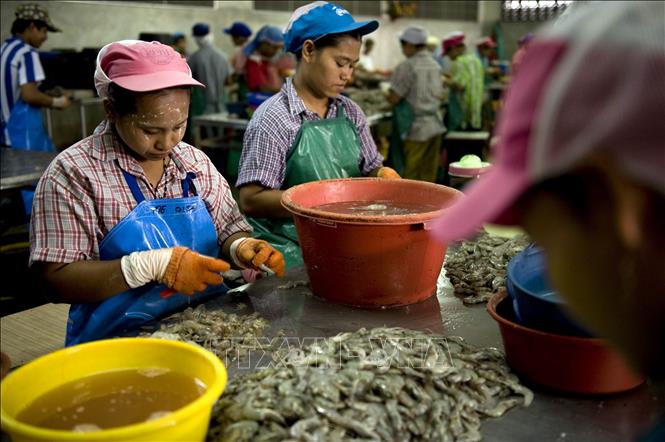 Người lao động nhập cư làm việc tại một nhà máy chế biến tôm ở Mahachai, ngoại ô Bangkok, Thái Lan. Ảnh tư liệu: AFP/TTXVN