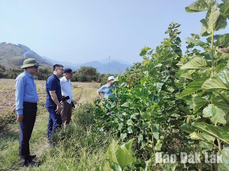Đoàn khảo sát thăm cánh đồng trồng dâu tại xã Hòa Lễ.