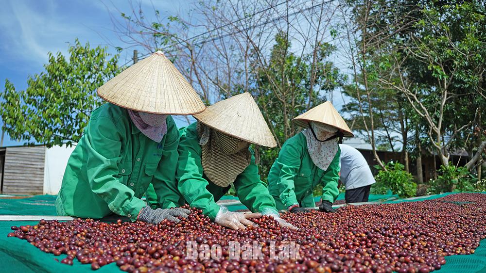 Trang trại Aeroco (TP. Buôn Ma Thuột) liên kết với nông dân sản xuất cà phê chất lượng cao