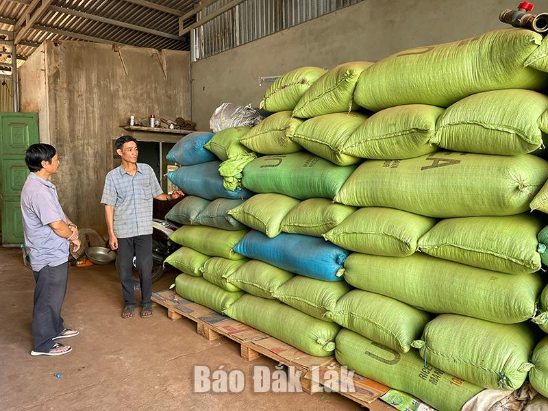 Nông dân xã Cư Pơng (huyện Krông Búk) tích trữ cà phê tại kho của gia đình