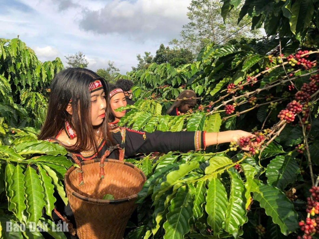 Vào mùa thu hoạch cà phê. Ảnh: Hữu Nguyên