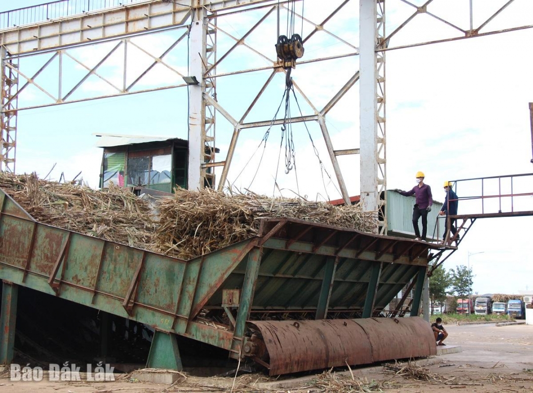 Một doanh nghiệp mía đường hoạt động trên địa bàn Ea Súp