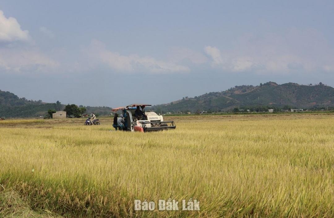 Một khu vực đất trồng lúa tại xã Bình Hòa, huyện Krông Ana