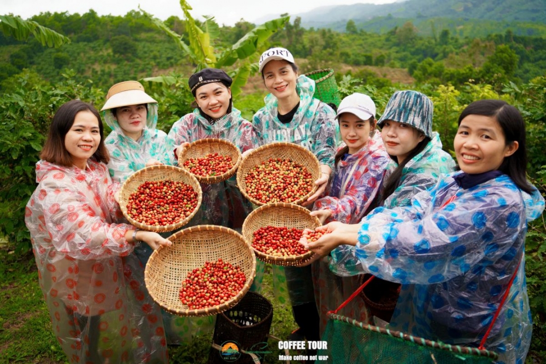 Cà phê Khe Sanh. Ảnh: 