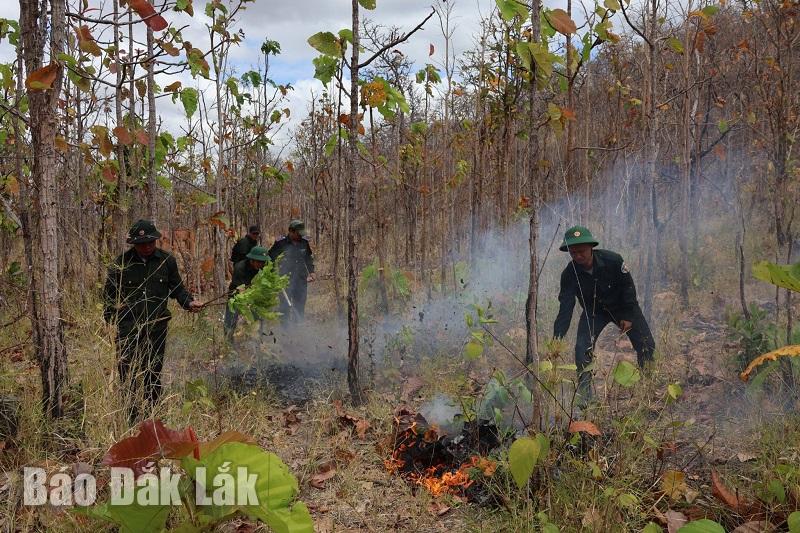 Một chủ rừng trên địa bàn huyện Ea Hleo xử lý thực bì để hạn chế nguy cơ cháy rừng