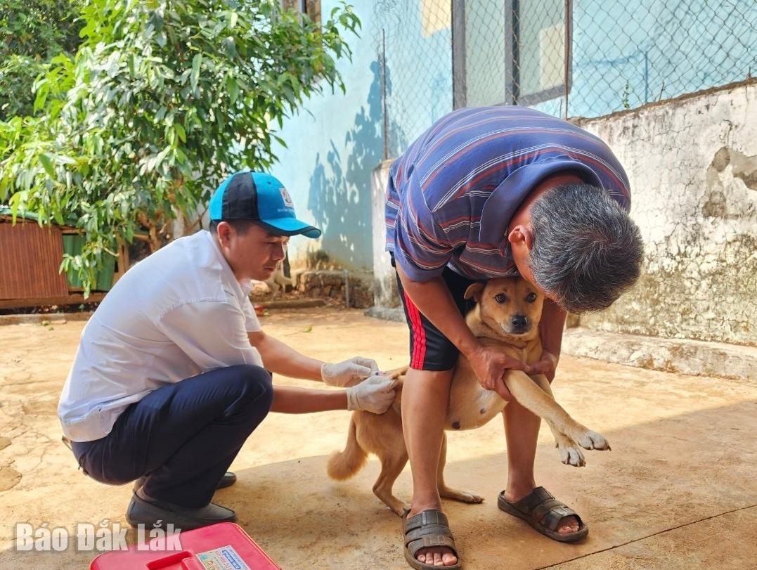 Cán bộ thú y TP. Buôn Ma Thuột tiêm vắc xin phòng dại cho vật nuôi trên địa bàn. (Ảnh: Thuận Nguyễn)