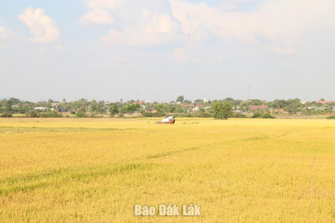 Một khu vực đất trồng lúa trên địa bàn xã Ea Bung, huyện Ea Súp