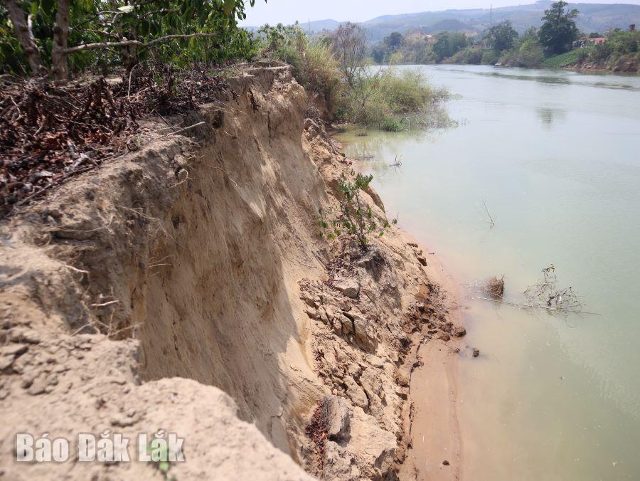 Sông Krông Nô đoạn qua xã Nam Ka, huyện Lắk sạt lở nghiêm trọng, nhiều diện tích đất sản xuất của người dân bị cuốn trôi.