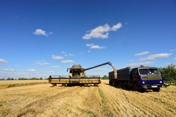 Nông dân thu hoạch lúa mỳ gần Melitopol, vùng Zaporizhzhia, Ukraine. Ảnh: AFP/TTXVN