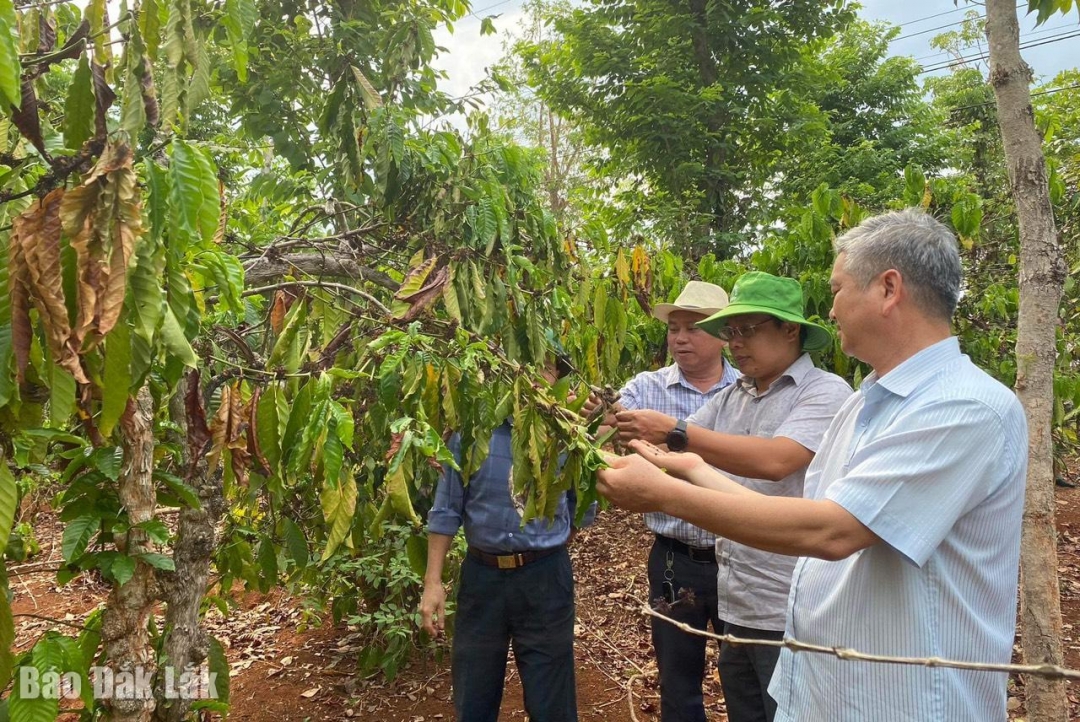  Đoàn công tác của UBND huyện Cư Mgar kiểm tra, khảo sát tình hình thiếu nước tưới cho cây trồng ở xã Ea MDroh.
