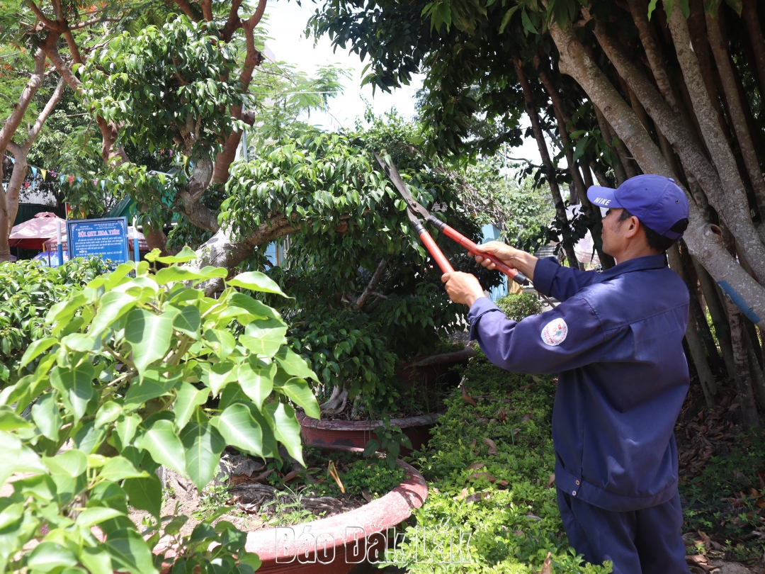 Công nhân Công ty TNHH xây dựng và Môi trường đô thị Đại Lộc cắt tỉa cây xanh tại khu vực Hoa viên trung tâm huyện Lắk.