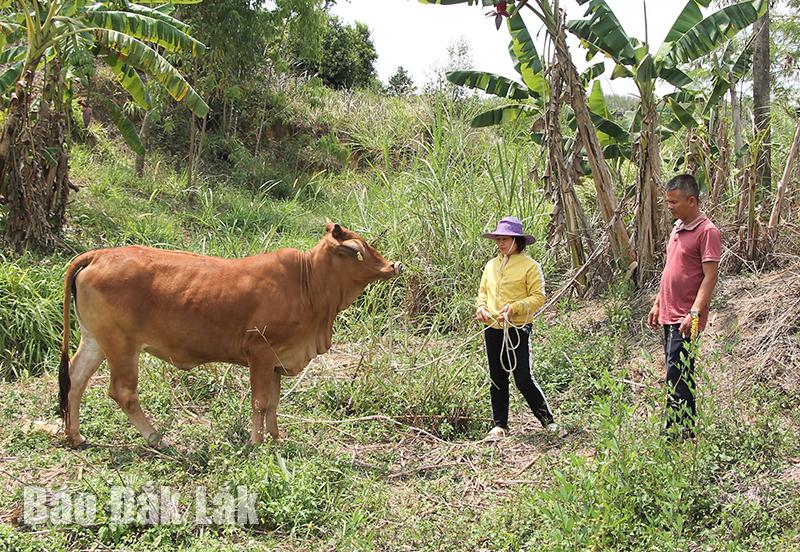 Trợ lực cho người nghèo phát triển chăn nuôi